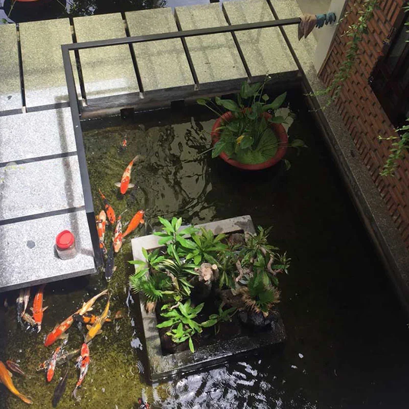 ho-ca-koi-trong-nha_15