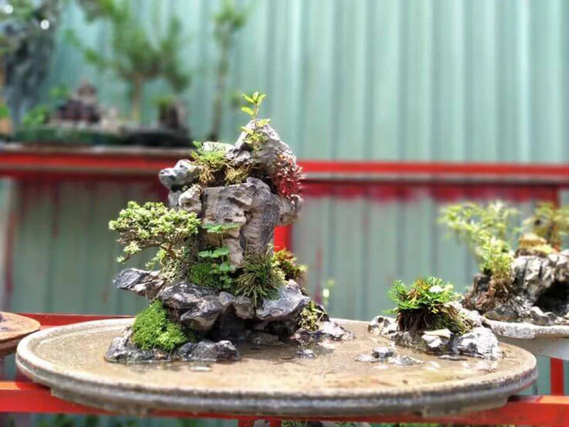 Tiểu cảnh đá tai mèo sở hữu vẻ đẹp "độc nhất vô nhị"