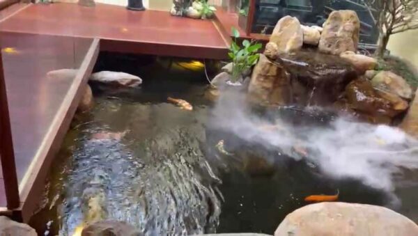Hồ cá Koi ở chuỗi nhà hàng Nhật Bản