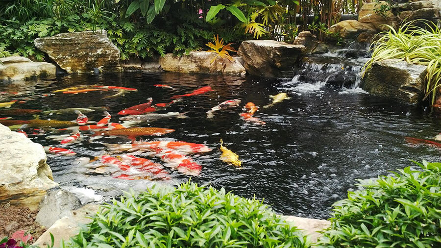 Mẫu tiểu cảnh hồ cá Koi đẹp